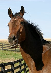 Knight Villain - Bits & Bytes Farm OTTB