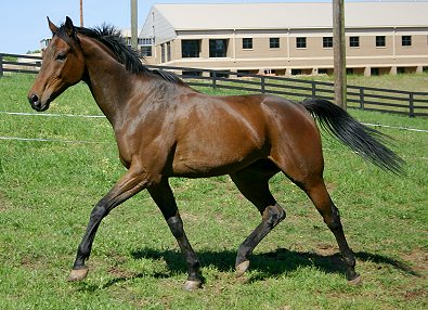 Knight Villain - May 2, 2005