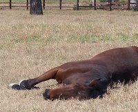 OTTB - Knight Villain lounging. January 2008