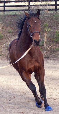 Off-the-track-Thorougbred Knight Villain lunging. January 2008