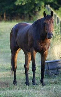 Knight Villain has moved to another new barn. 