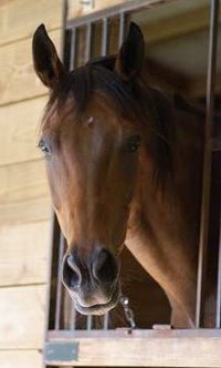 Former race horse, Knight Villain is loved by everyone who has ever met him. July 2008