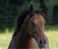 Knight Villain was saved by an angel.