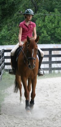 Light Artillery is a Thoroughbred Horse for Sale at Bits & Bytes Farm.
