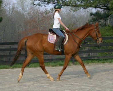 Light Artillery is a Thoroughbred Horse for Sale at Bits & Bytes Farm.