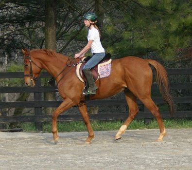 Chestnut Thoroughbred horse for sale at Bits & Bytes Farm - Light Artillery.