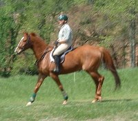 Thoroughbred horses for sale