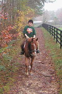 Lucky - Thoroughbred horses for sale