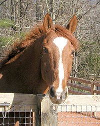 Lucky Strike - Thoroughbreds for sale at Bits & Bytes Farm.