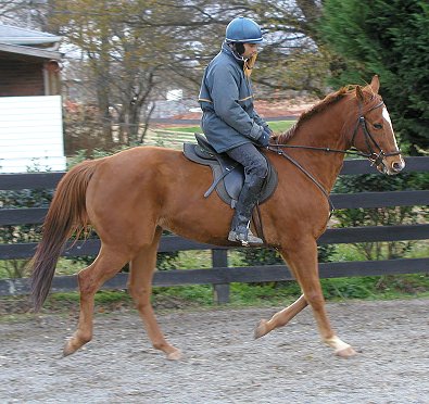 Lucky Strike - Thoroughbreds for sale at Bits & Bytes Farm.