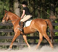 Our thirteen year-old visitor , Taren, shows how to ride Lucky. May 21, 2007 