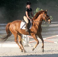 Horse for sale - Lucky and visitory Taren. May 21, 2007