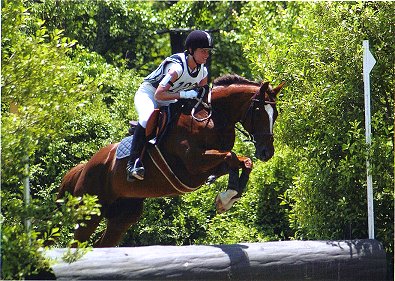 Event horse for sale.
