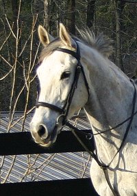 Mississippi Sam was a former Thoroughbred horse for sale at Bits & Bytes Farm.