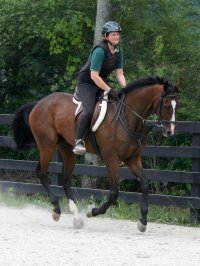 seven year old bay thoroughbred gelding for sale