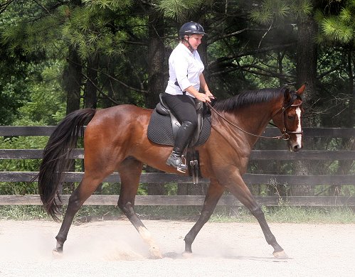 Thoroughbred Horse For Sale - Political Pull with visitor Susan Dye at Bits & Bytes Farm in Canton, GA.