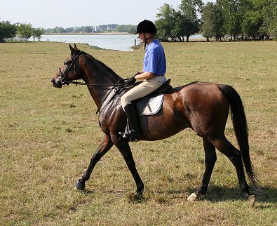 Bob Goodman and Pride of the Fox at the hunter pace.