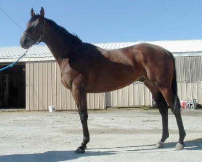 This is a photo of Pride of the Fox when he was at the track. In February 2006. 