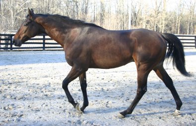 Thoroughbred for sale - Pride of the Fox