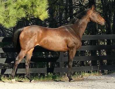 OTTB for sale - Pride of the Fox