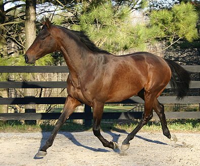 "Foxy" has beautiful fluid movements