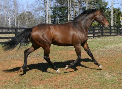 Event horse prospects for sale at Bits & Bytes Farm