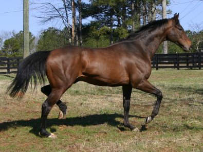 Dressage, eventing or hunter/jumper?