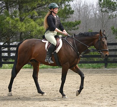 Dressage, eventing or hunter/jumper?