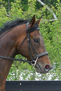 Thoroughbred horse for sale - Pride of the Fox
