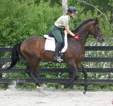OTTB for sale - Pride of the Fox - with Tamara Meier