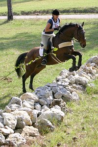 Pride of the Fox learning to jump stone walls.