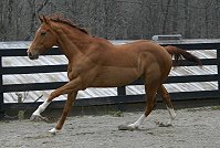 OTTB Projectile One is an Eventing Prospect