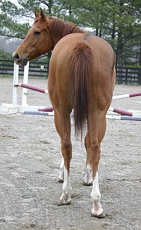 Chestnut Thoroughbred horse for sale 