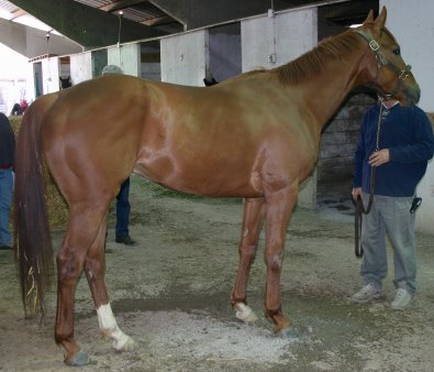 Sand Trapper was an April 2005 Prospect Horse for Sale.