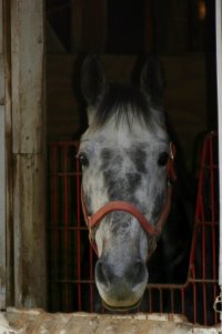 New July Prospect Six - Grey Thoroughbred Horse for Sale. Gray Thoroughbred Horse for sale.