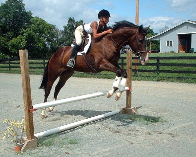 Picasso is doing well he has been out on trails and is jumping 2&rsquo; fences. 