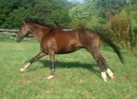 El Piasso - August 2005