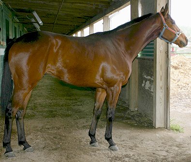 Thoroughbred horses for sale - Joe Kelly's Tune