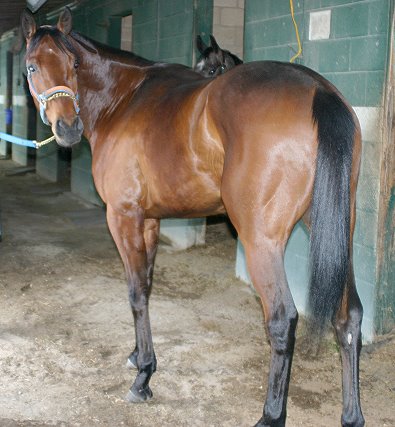 Thoroughbred horses for sale - Joe Kelly's Tune