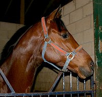 Thoroughbred horses for sale - Joe Kelly's Tune