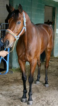 Thoroughbred horses for sale - Joe Kelly's Tune