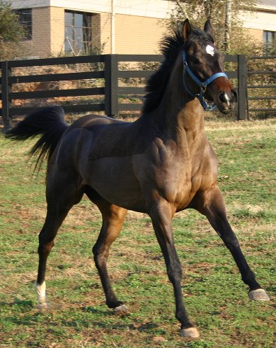 Miss with Attitude aka "POCO" enjoying the pasture at Bits & Bytes Farm.