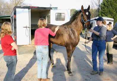 Checking out the Miss with Attitude a prospect horse delivered to Bits & Bytes Farm.