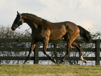 Miss with Attitude - starting her new life as an eventing prospect.