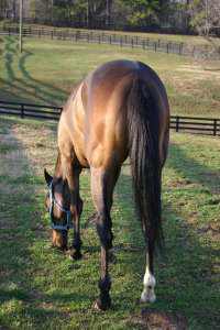 Miss with Attitude aka "POCO" is lead off the trailer by her former race trainer upon arriving at Bits & Bytes Farm.