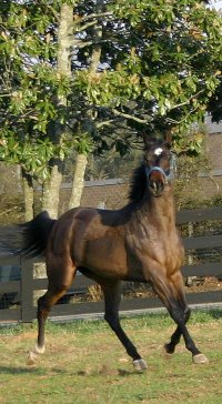 Miss with Attitude - A former  Bits &amp; Bytes Farm Prospect Horse for Sale.