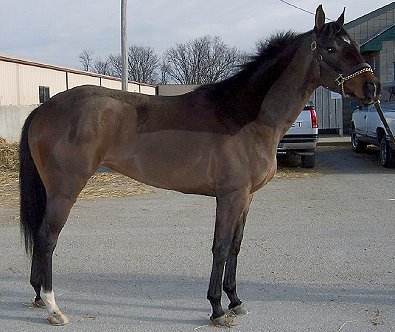 February - Horse for Sale - Prospect One
