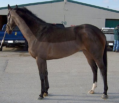 Miss with Attitude - A former  Bits &amp; Bytes Farm Prospect Horse for Sale that was still at the track when sold.