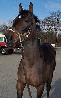 Miss with Attitude - A former  Bits &amp;amp; Bytes Farm Prospect Horse for Sale that was still at the track when sold.