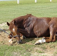 Former Prospect Horse for Sale -Sand Trapper enjoying a good roll in the dressage arena. - July 2005